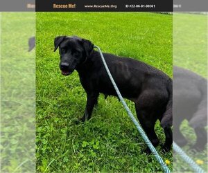 Labrador Retriever Dogs for adoption in Benton, PA, USA