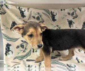 German Shepherd Dog Dogs for adoption in HESPERIA, CA, USA