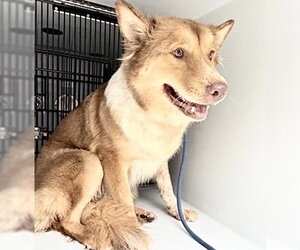 Australian Shepherd Dogs for adoption in Houston, TX, USA