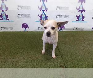 Chihuahua Dogs for adoption in Orlando, FL, USA