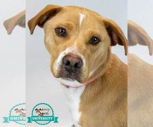 Labrador Retriever-Unknown Mix Dogs for adoption in Kennesaw, GA, USA