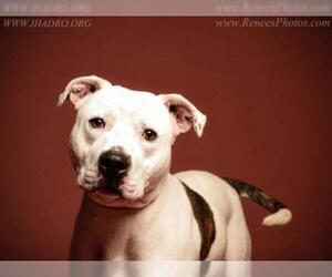 American Pit Bull Terrier-Unknown Mix Dogs for adoption in Blacklick, OH, USA