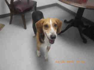 Medium Photo #1 American Foxhound-Unknown Mix Puppy For Sale in Augusta, GA, USA