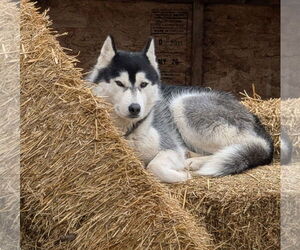 Siberian Husky Dogs for adoption in Chinook, MT, USA