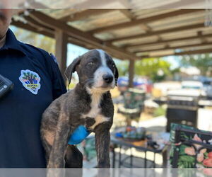 American Pit Bull Terrier-Unknown Mix Dogs for adoption in HESPERIA, CA, USA