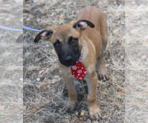 Labrador Retriever-Unknown Mix Dogs for adoption in Bandera, TX, USA