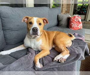 Medium Photo #1 Mutt Puppy For Sale in Germantown, OH, USA