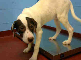 German Shorthaired Pointer Dogs for adoption in Atlanta, GA, USA