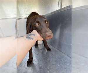Labrador Retriever Dogs for adoption in Waco, TX, USA