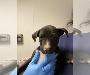 Labrador Retriever Dogs for adoption in Bakersfield, CA, USA