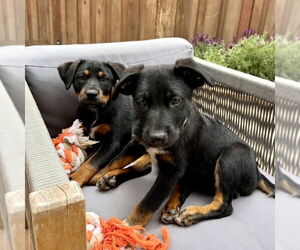 Rottweiler-Unknown Mix Dogs for adoption in San Juan Capistrano, CA, USA