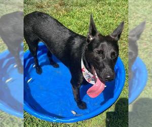 German Shepherd Dog-Unknown Mix Dogs for adoption in Dedham, MA, USA