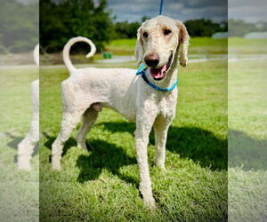 Poodle (Standard)-Unknown Mix Dogs for adoption in Pacolet, SC, USA