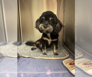 Poovanese Dogs for adoption in San Diego , CA, USA