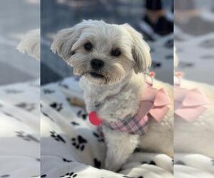 Shih Tzu Dogs for adoption in Bon Carbo, CO, USA