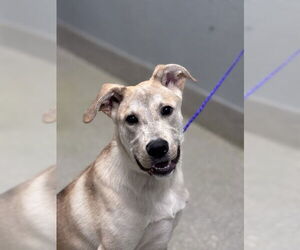 Mutt Dogs for adoption in Las Vegas, NV, USA