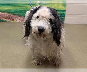 Poodle (Miniature)-Unknown Mix Dogs for adoption in Moreno Valley, CA, USA