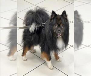 Pomeranian Dogs for adoption in Derwood, MD, USA