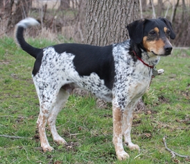 Mutt Dogs for adoption in South Amana, IA, USA