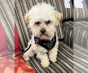 Poodle (Miniature) Dogs for adoption in Mundelein, IL, USA