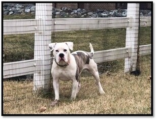 Olde Bulldog Dogs for adoption in Rowayton, CT, USA