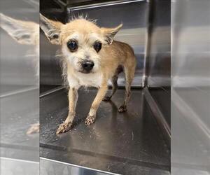 Chihuahua-Unknown Mix Dogs for adoption in Houston, TX, USA
