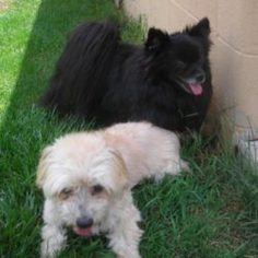 Maltipom Dogs for adoption in Dublin, OH, USA