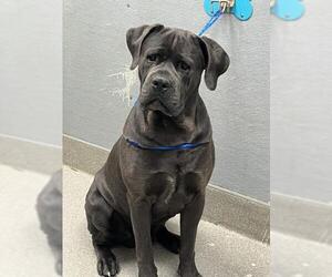 Mutt Dogs for adoption in Las Vegas, NV, USA