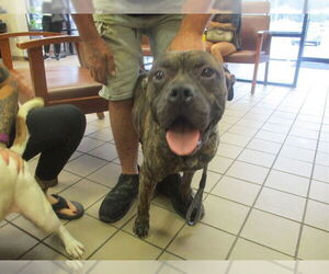 American Pit Bull Terrier Dogs for adoption in Ocala, FL, USA