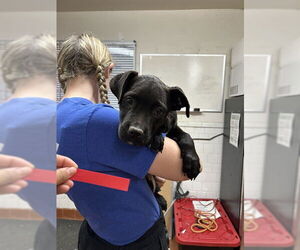 American Pit Bull Terrier-Unknown Mix Dogs for adoption in Camarillo, CA, USA