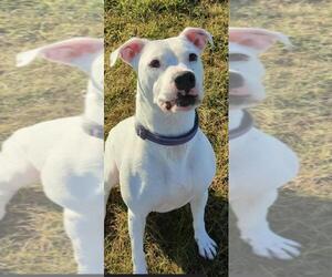 Boxer Dogs for adoption in Monticello, IA, USA