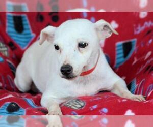 Jack Russell Terrier Dogs for adoption in Bon Carbo, CO, USA
