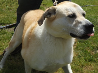 Labrador Retriever-Unknown Mix Dogs for adoption in Zaleski, OH, USA