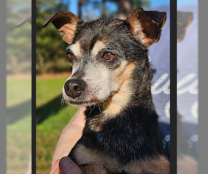 Medium Photo #2 Miniature Pinscher-Unknown Mix Puppy For Sale in Cranston, RI, USA