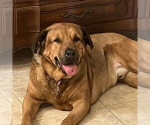 Redbone Coonhound Dogs for adoption in Fort Pierce, FL, USA