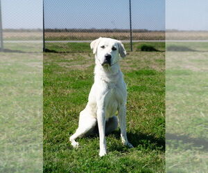 - Mix Dogs for adoption in Abbeville, LA, USA