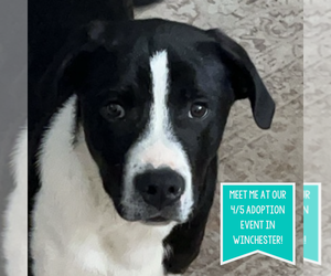 Mutt Dogs for adoption in Boston, MA, USA