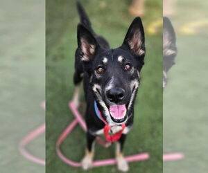 German Shepherd Dog-Unknown Mix Dogs for adoption in Lakewood, CO, USA