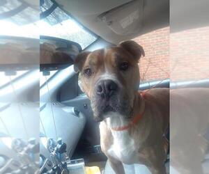 American Staffordshire Terrier Dogs for adoption in Asheville, NC, USA