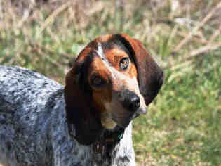 English Foxhound Dogs for adoption in Easton, MD, USA
