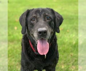Labrador Retriever Dogs for adoption in Drexel, MO, USA