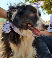 Border Collie Dogs for adoption in Apple Valley, CA, USA