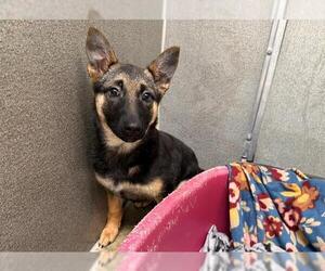 German Shepherd Dog Dogs for adoption in Santa Rosa, CA, USA
