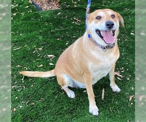 Labrador Retriever Dogs for adoption in Fremont, CA, USA