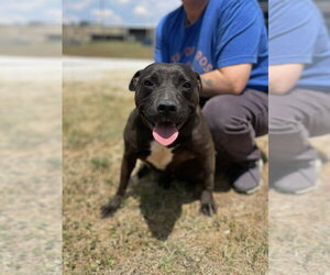 Staffordshire Bull Terrier-Unknown Mix Dogs for adoption in Brewster, NY, USA