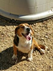 Beagle Dogs for adoption in Maquoketa, IA, USA