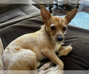 Mutt Dogs for adoption in Coppell, TX, USA