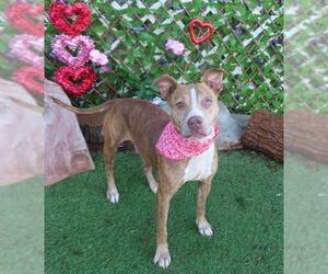 American Bulldog-Unknown Mix Dogs for adoption in Oklahoma City, OK, USA