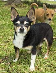 Chihuahua-Unknown Mix Dogs for adoption in Santa Fe, TX, USA