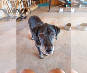 Mastador Dogs for adoption in Redding, CA, USA